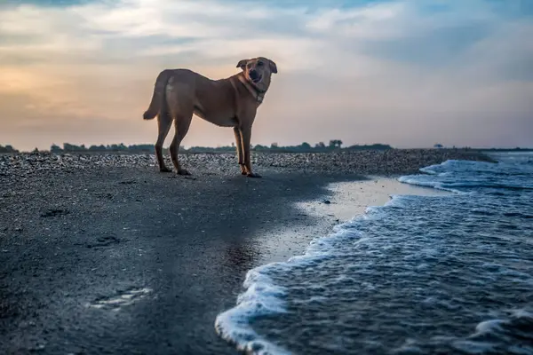 Köpek gün batımında sahilde. Sahilde bir av köpeği. deniz, gün batımı.