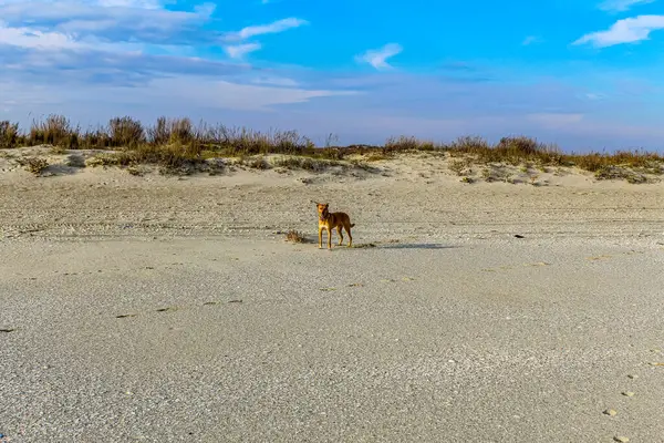 At ve kumda bir köpek