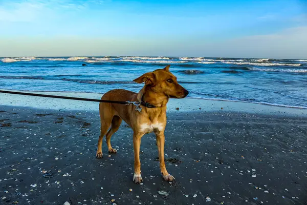 Denizde bir köpek, sahilde bir köpek.