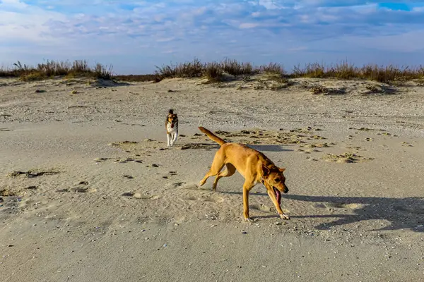 köpek ve köpek kumda yürüyor.