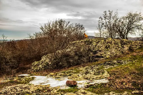 Bir taş ve bir ağaç ile manzara