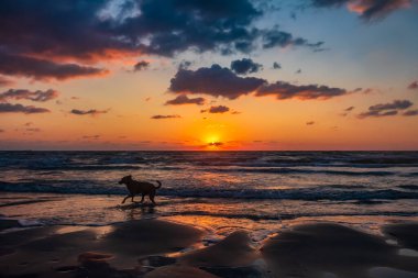Gün batımında sahilde bir köpek