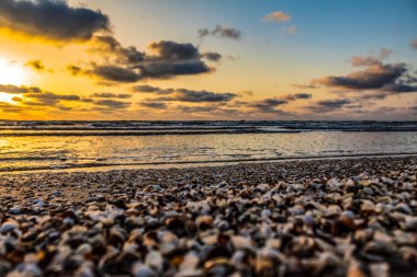 Deniz kıyısındaki martılar