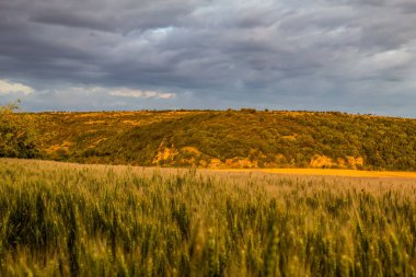 Akşam ışığında bir buğday tarlası