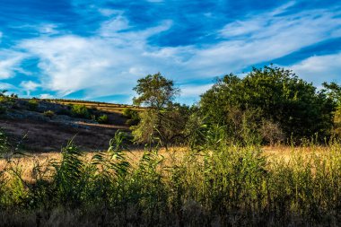 Ormandaki yeşil çimlerin güzel manzarası.
