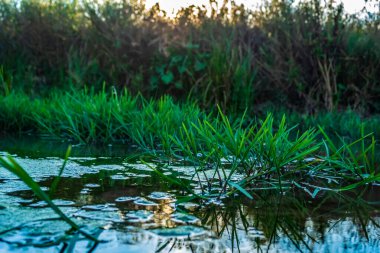 Ormandaki bir nehre yakın çekim.