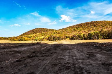 Ormanda bir ağacı olan güzel bir manzara.