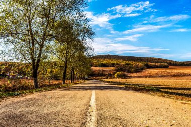 Ormanın içinden geçen bir yol. sonbahar günü.