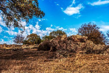 Ağaçlar ve yapraklarla dolu sonbahar manzarası