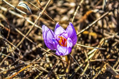 Mor kır çiçekleri güneşli bir bahar gününde