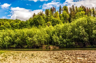 Ormandaki nehir manzarası