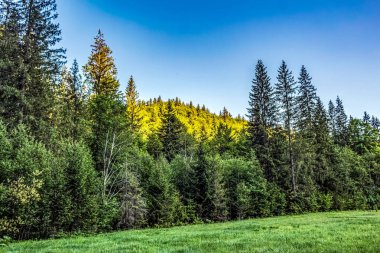Ormanın güzel manzarası