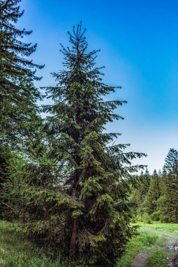 Dağlardaki güzel orman