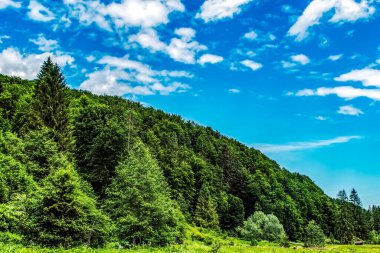 Yazın Karpatlar 'ın dağlık yamaçlarındaki orman..