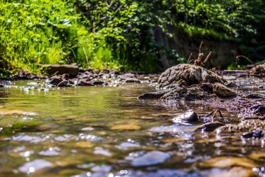 Ormandaki küçük nehir