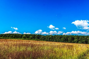 Yeşil çimen ve mavi gökyüzü