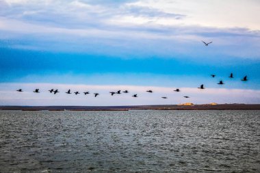 Su yüzeyinde uçan ördek sürüsü..