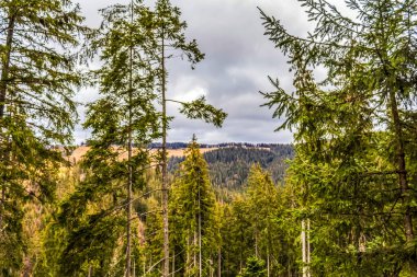 Almanya 'da bir ormanda yeşil ormanın güzel bir görüntüsü.