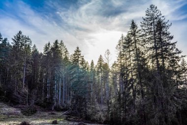 Ağaçları ve dağları olan güzel bir orman