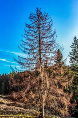 Ormandaki ağaç gövdesi