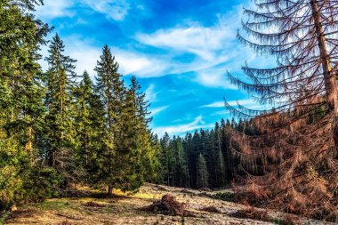 İsviçre 'deki Alplerde sonbahar ormanı