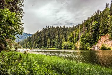 Nehir ve ormanlı güzel bir manzara.