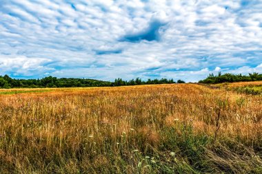 Mısır tarlasının manzarası ve mavi gökyüzü