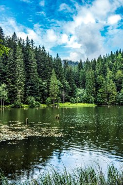 Nehir ve ormanlı güzel bir manzara.