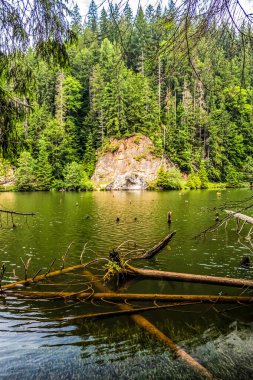 Arka planda dağ ormanı olan güzel bir göl.