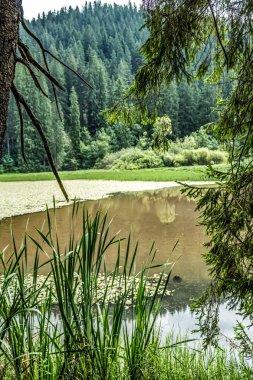 Ormanda küçük bir gölet