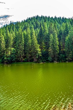 Ormandaki güzel göl