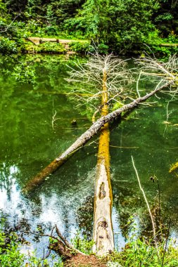 Ormandaki bir nehirde küçük tahta bir tekne.