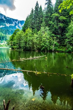Güzel göl ve orman manzarası