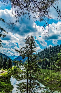 Yazın ormanlı göl