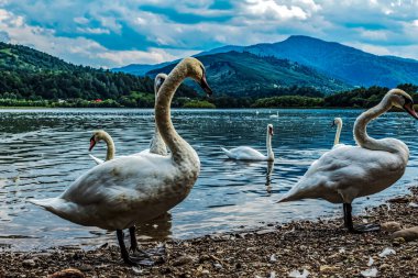 Dağlardaki gölde güzel beyaz kuğular