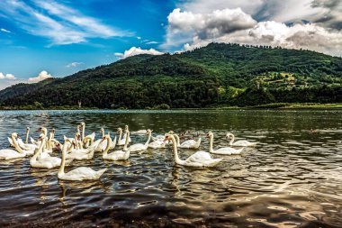 bir göl kenarında güzel Kuğu.