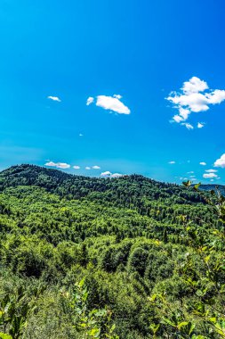 Dağlarda yeşil ağaçlar