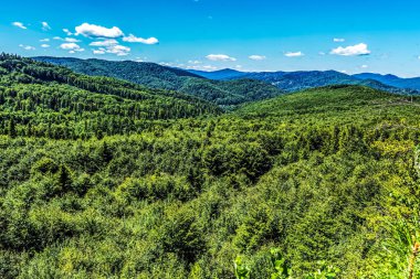 Tepeden yazlık dağ manzarası. Orman kozalaklı bir ağaçla örtülmüştür. güzel doğa.