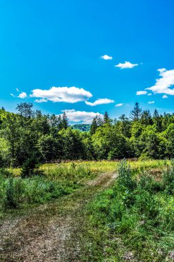 yeşil orman ve mavi gökyüzü