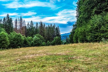 Güneşli bir yaz gününde ormanın güzel manzarası