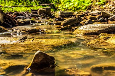 Ormanda güzel bir şelale