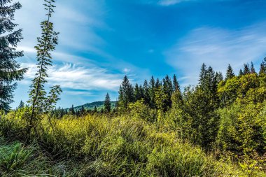 Mavi ormanlı yeşil çayır