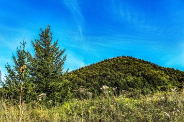 yeşil ağaçlar ve mavi gökyüzü