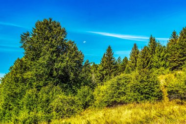 Dağlardaki ormanın güzel bir görüntüsü.