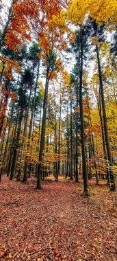 Sarı ağaçları ile sonbahar orman