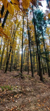 Ağaçlar ve yapraklarla dolu güzel sonbahar manzarası