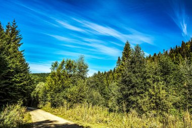 Dağlarda güzel bir sonbahar ormanı