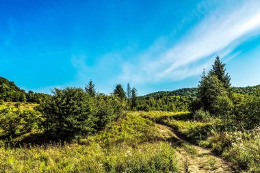 Güneşli bir günde güzel bir orman manzarası.