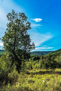 Mavi gökyüzüyle çevrili güzel yeşil bir ormanın dikey görüntüsü.
