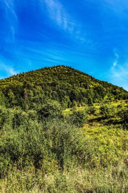 Ağacı ve mavi gökyüzü olan güzel bir manzara.